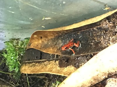 Nyss uppstigen bastimentos. I terrariumet finns även yngel samt 6 ägg på ett blad.