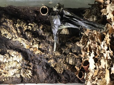 Den högra burken som nu är grodtom.