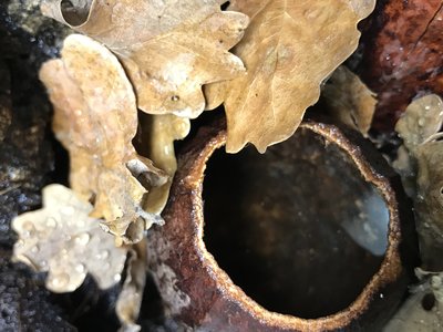 Kakaokapslar som håller vattnet!