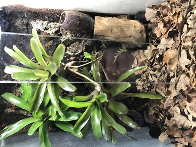 Bild från idag 2/12. Ser du någon groda?