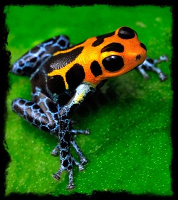 Raanitomeya imitator 'Varadero'