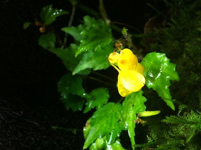 Någon som vet namnet?