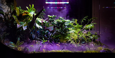 terrarium december 5.jpg