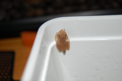 DSC_0296.JPG