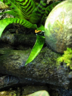 svårt att fånga vittatusarna på bild.