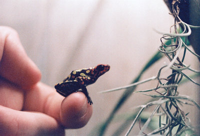 O. histrionica readhead