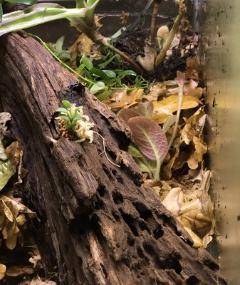 R amazonica Rio Tigre.jpg