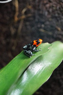 R. Benedicte shucushuyacu