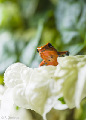 O. pumilio 'Blue Jeans'