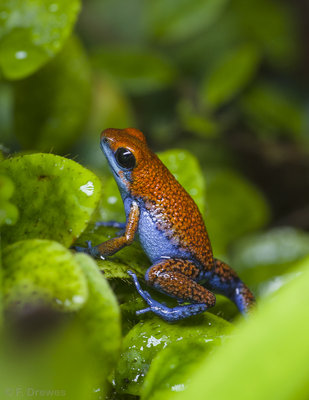 Oophaga sp. Escudo (hane)