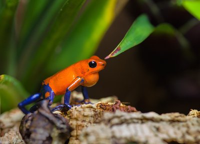 O. pumilio "Blue Jeanse" (hane)