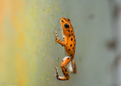 Oophaga pumilio Bastimentos