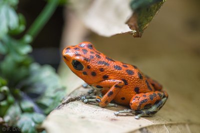 Oophaga pumilio Bastimentos