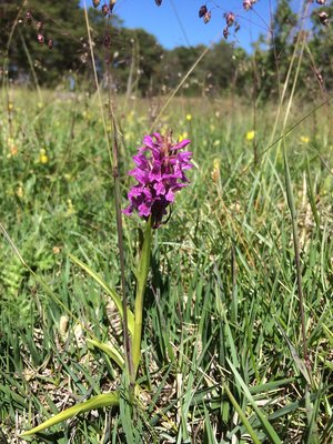 Ängsnycklar, Dactylorhiza incarnata