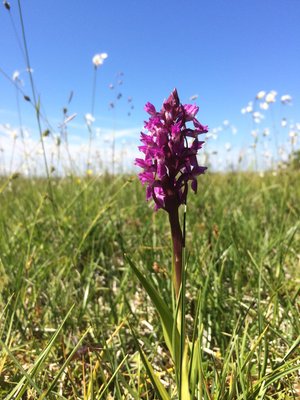 Ängsnycklar, Dactylorhiza incarnata