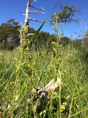Honungsblomster, Herminium monorchis