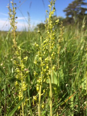 Honungsblomster, Herminium monorchis