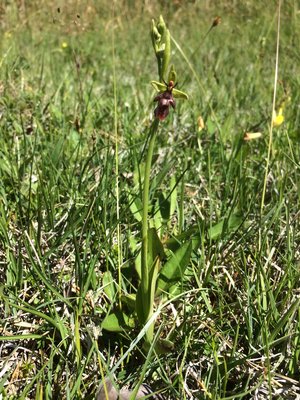 Flugblomster, Ophrys insectifera