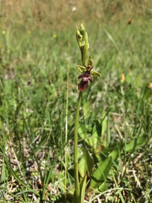 Flugblomster, Ophrys insectifera