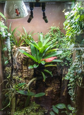 Oophaga pumilio "Blue Jeans"