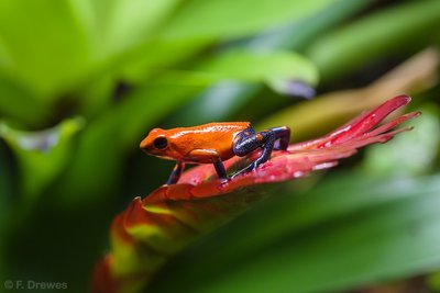 Oophaga pumilio "Blue Jeans"