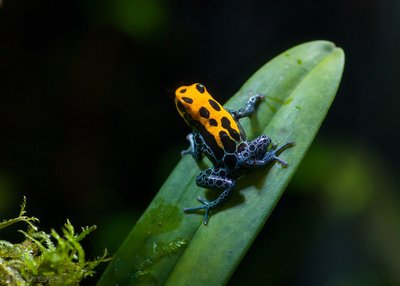 Ranitomeya amazonica 'Arena blanca'