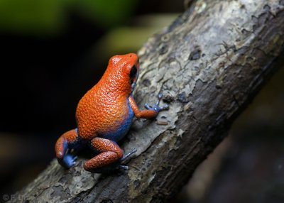 Oophaga sp. Escudo (hona)
