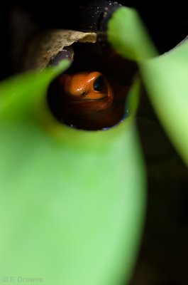 Oophaga pumilio "Blue Jeans"