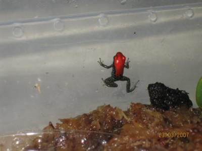 Dendrobates%20reticulatus_49515.jpg