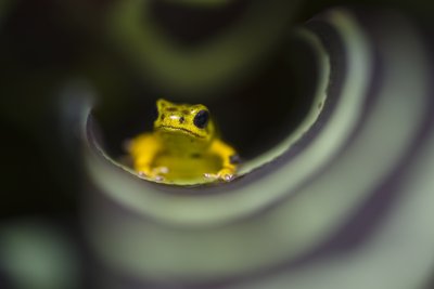 Oophaga pumilio "Boca del Drago"