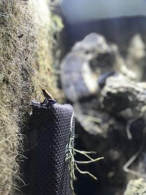 Ophagaa sp. Escudo tronar på hygrolonkudde.