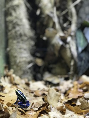 Dendrobates tinctorius ’Patricia’