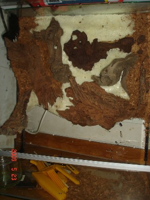 Halvägs klar med bakgrund fast jag retar mig redan på att jag har tre olika trä-material: ett par röda, fibriga mangrove liknande, sen några snirkliga, håliga och lena rötter och sen kork bitar. Men men... man tar vad man har.