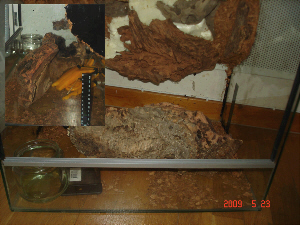 En stor barkbit kommer avskilja land och vattendel. Eventuellt blir det tillräckligt stor vatten del för att ha nån fisk.