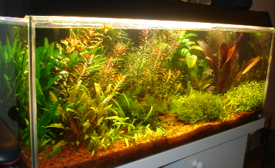 Jag har redan börjat snegla på 160 liters karet om inte det skulle kunna göras om till terrarie. Vilka möjligheter! :-)