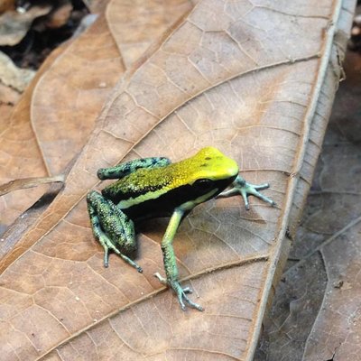 Ameerega bassleri yellow.jpg