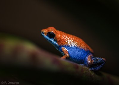 Oophaga sp. Escudo