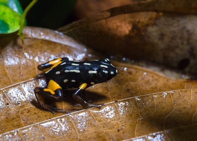 Adelphobates castaneoticus