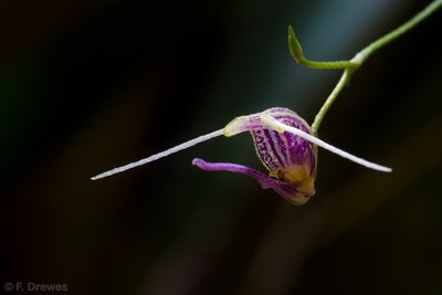 Scaphosepalum merinoi