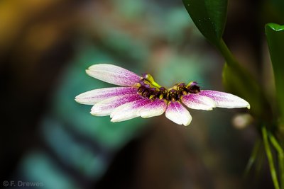 Bulbophyllum lepidum