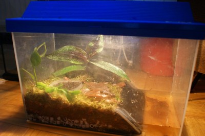 Miniterrarium_090513.JPG