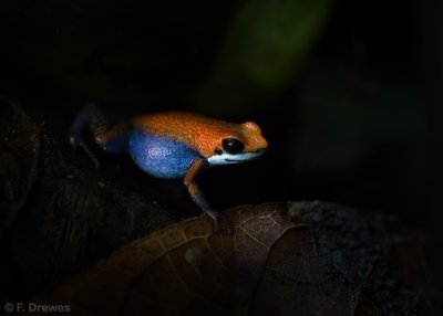 Oophaga sp. Escudo