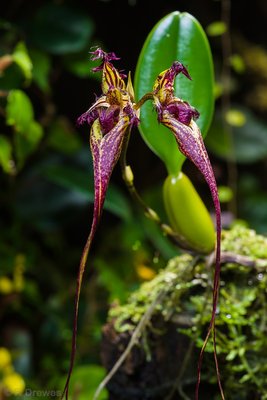 Bulbophyllum fascinator