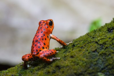 Oophaga pumilio 'Bastimentos'