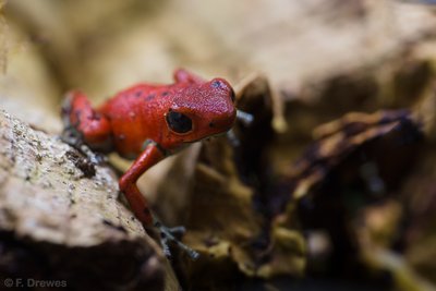 Oophaga pumilio 'Bastimentos'