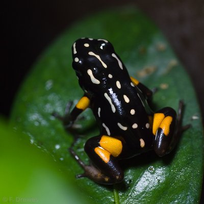 Adelphotabes castaneoticus