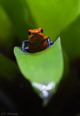 Oophaga pumilio "Blue Jeans"