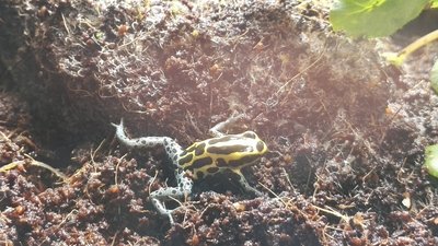 Min kvarvarande Ranitomeya Amazonica F-G :)