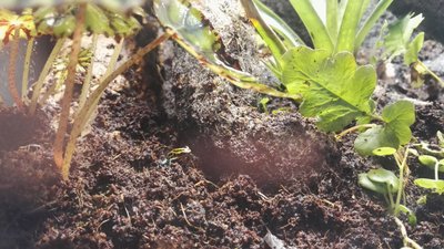 Ber om ursäkt för samma groda igen. Har juh tyvärr bars en kvar