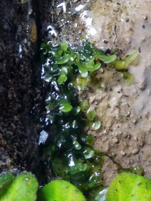 Lomariopsis Lineata.JPG